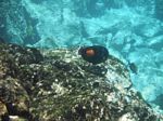 Snorkeling at Cpt Cook Monument
